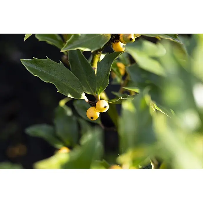 Pflanzen für dich Stechpalme 100-125 cm - Ilex × meserveae 'Golden Girl', Weiß - Grüner Pflanzenzweig mit gezackten Blättern und kleinen, runden, leuchtend gelben Beeren mit dunklen Punkten.