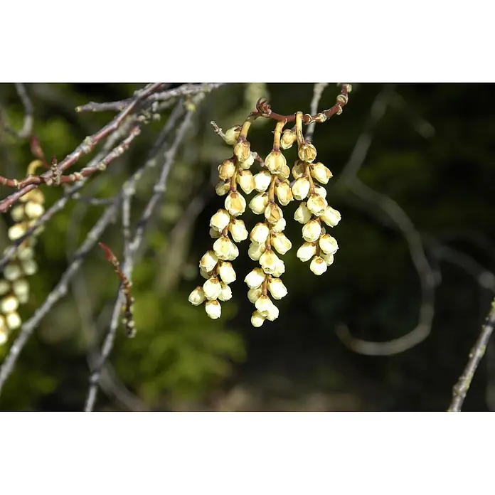 Pflanzen für dich Hartriegel 100-125 cm - Stachyurus praecox, Gelb - Hellgelbe Blütenknospen hängen in Büscheln an einem kahlen braunen Ast.