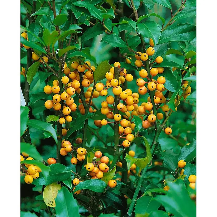 Pflanzen für dich Stechpalme 100-125 cm - Ilex × meserveae 'Golden Girl', Weiß - Grüner Strauch mit gezackten Blättern und zahlreichen leuchtend gelben Beeren.