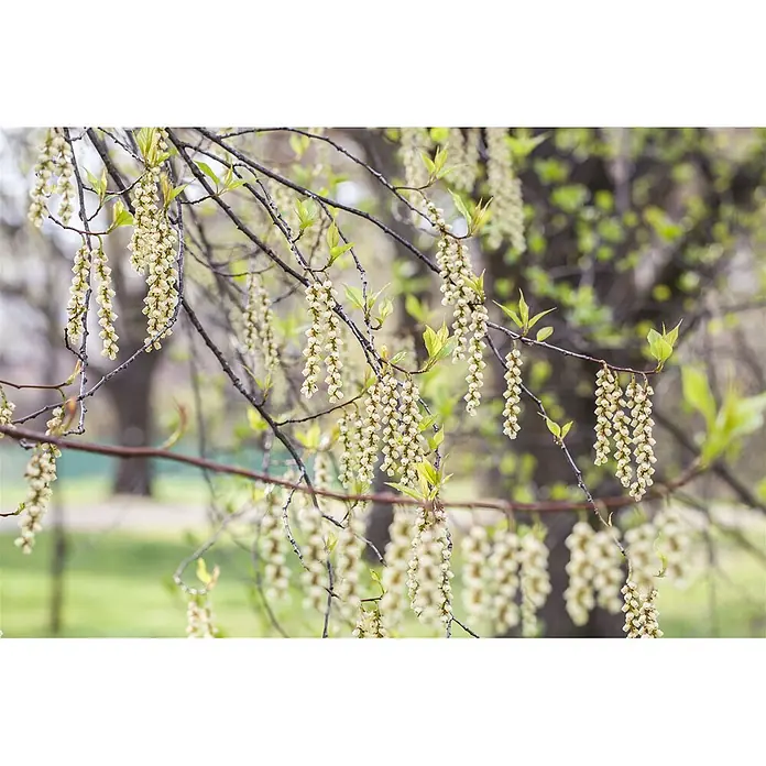 Pflanzen für dich Hartriegel 100-125 cm - Stachyurus praecox, Gelb - Nahaufnahme eines Baumzweigs mit zahlreichen hellcremefarbenen, glockenförmigen Blüten in Rispen und jungen grünen Blättern.