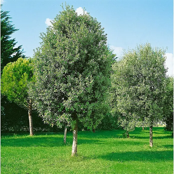Pflanzen für dich Stechpalme 80-100 cm - Quercus ilex, Gelb - Üppig grüne Bäume mit dichtem Laub stehen auf einem hellgrünen Rasen unter klarem blauem Himmel.