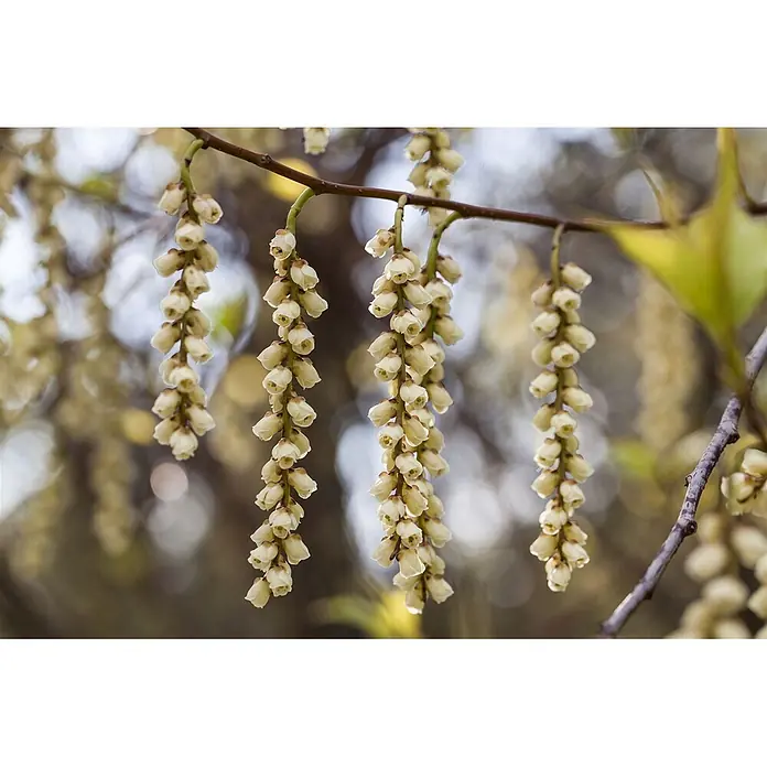 Pflanzen für dich Hartriegel 100-125 cm - Stachyurus praecox, Gelb - Hellgelbe, glockenförmige Blüten hängen in Trauben von einem Ast.
