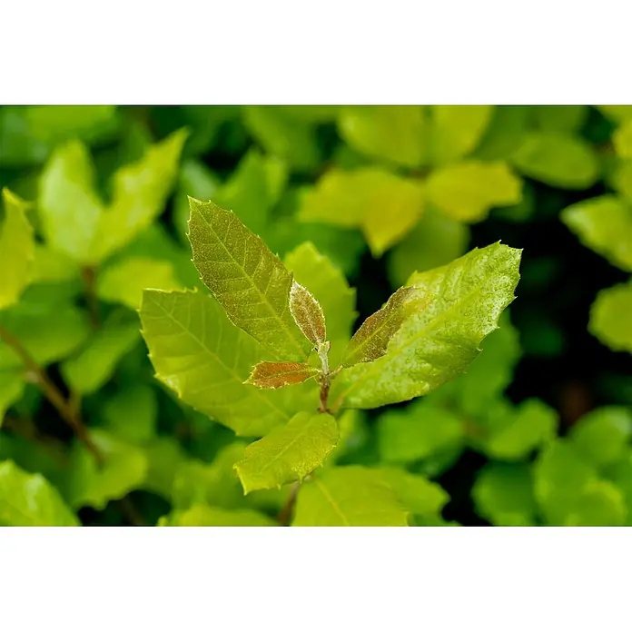 Pflanzen für dich Stechpalme 80-100 cm - Quercus ilex, Gelb - Lebendige grüne Blätter mit neuem, rötlich-braunem Austrieb an einem Stiel.
