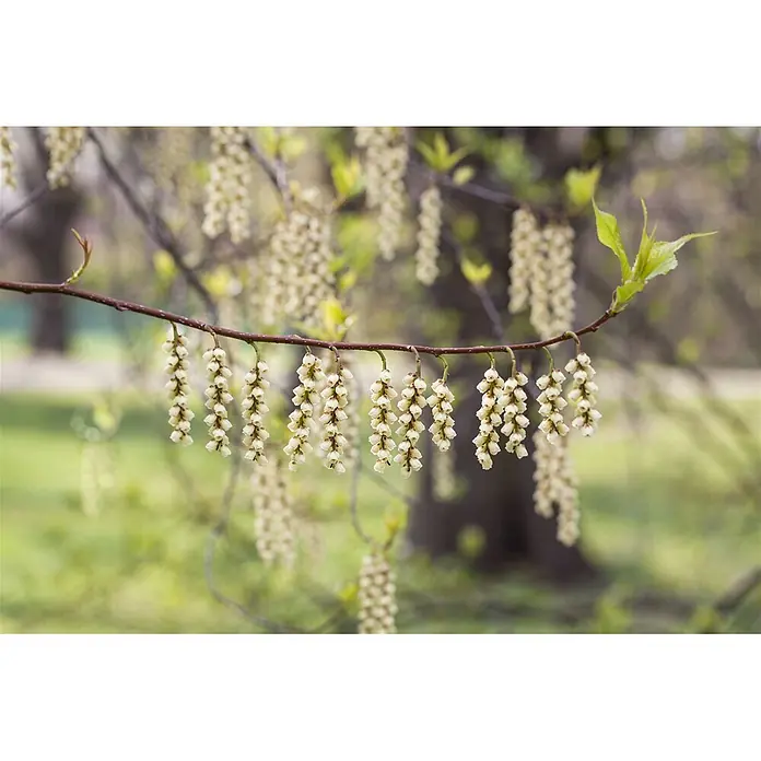 Pflanzen für dich Hartriegel 100-125 cm - Stachyurus praecox, Gelb - Ast mit cremefarbenen glockenförmigen Blüten in Trauben und jungen grünen Blättern.