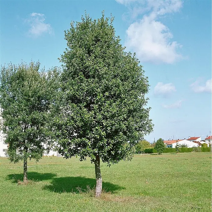 Pflanzen für dich Stechpalme 80-100 cm - Quercus ilex, Gelb - Zwei immergrüne Bäume mit dichtem grünem Laub auf einer Grasfläche.