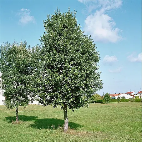 Pflanzen für dich  Stechpalme 80-100 cm