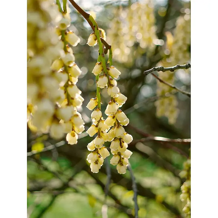 Pflanzen für dich Hartriegel 100-125 cm - Stachyurus praecox, Gelb - Nahaufnahme von hellgelben, glockenförmigen Blüten, die in Büscheln von einem Ast hängen, mit unscharfem Laub im Hintergrund.