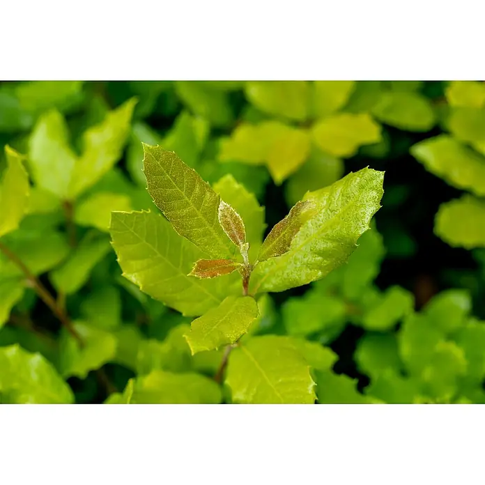 Pflanzen für dich Stechpalme 80-100 cm - Quercus ilex, Gelb - Frische grüne Blätter mit rötlichem Neuaustrieb und kleinen Wassertropfen.