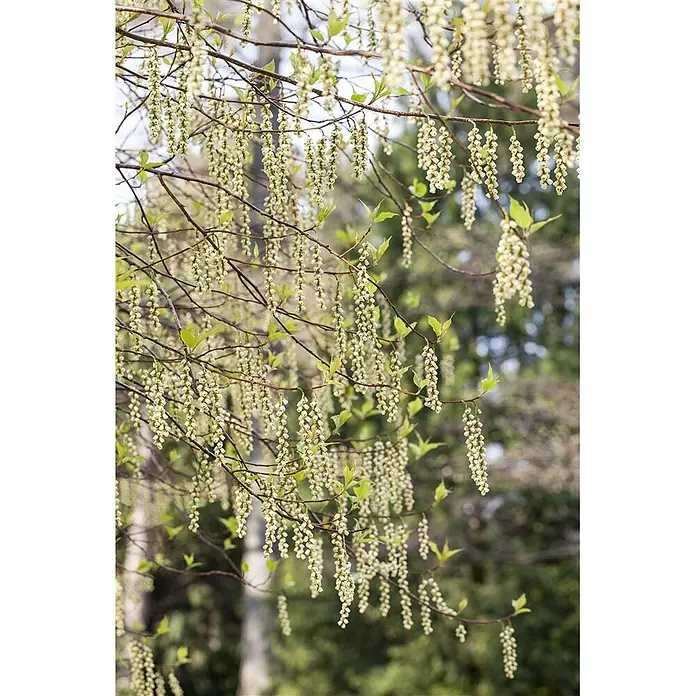 Pflanzen für dich Hartriegel 100-125 cm - Stachyurus praecox, Gelb - Zweige mit zahlreichen hängenden hellgelben Kätzchen und kleinen grünen Blättern vor weichem, verschwommenem Naturhintergrund.
