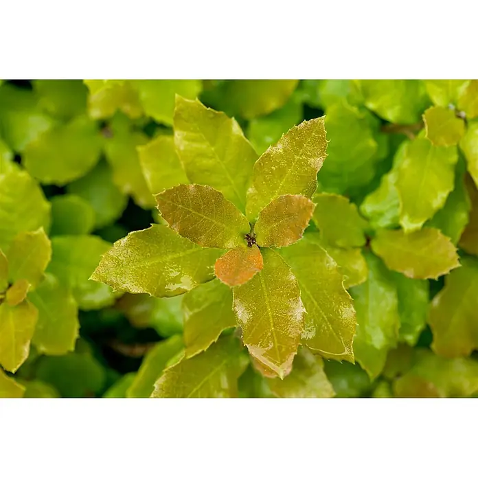 Pflanzen für dich Stechpalme 80-100 cm - Quercus ilex, Gelb - Nahaufnahme von frischen, glänzenden grünen und rotbraunen Blättern, teils mit Wassertropfen.