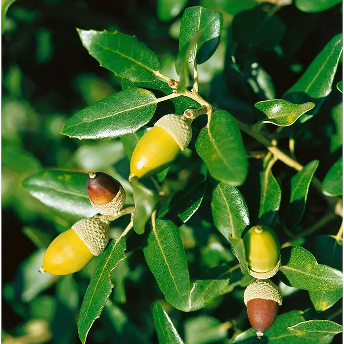 Pflanzen für dich Stechpalme 80-100 cm - Quercus ilex, Gelb - Eichenzweig mit glänzenden grünen Blättern und mehreren Eicheln, unreif gelb-grün und reif rotbraun.
