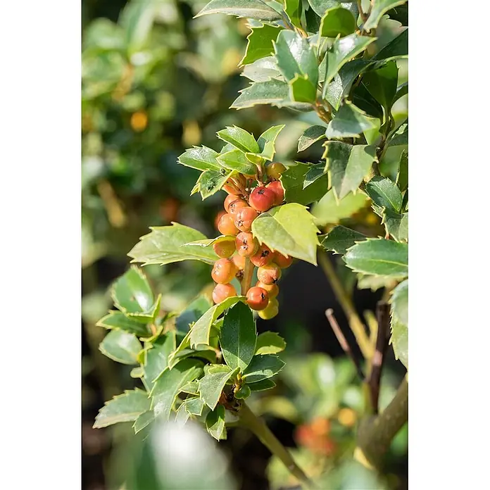 Pflanzen für dich Stechpalme Stechpalme - Ilex meserveae 'Heckenfee', Weiß - Ein Bündel orangerot-farbener Beeren an einer Pflanze mit stacheligen grünen Blättern.