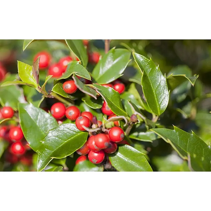 Pflanzen für dich Gemeine Stechpalme 40-60 cm - Ilex aquifolium 'Alaska', Aktuelle Wuchshöhe: 40 cm - 60 cm - Leuchtend rote Stechpalmenbeeren inmitten von leuchtend grünen, stacheligen Blättern.