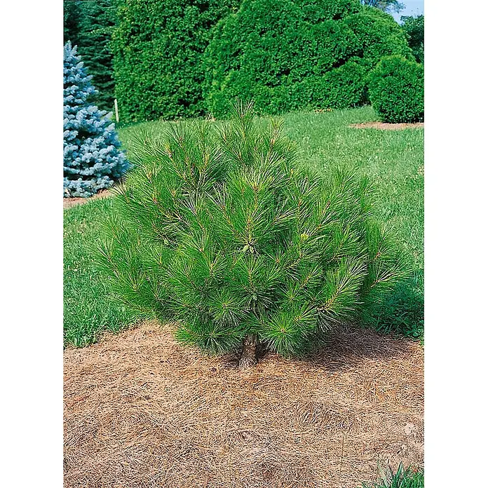 Pflanzen für dich Pinie 30-40 cm - Pinus densiflora 'Low Glow', Aktuelle Wuchshöhe: 30 cm - 40 cm - Kompakter grüner Nadelstrauch mit feinen Nadeln, gepflanzt in einem Bett aus braunem Kiefernnadelmulch.