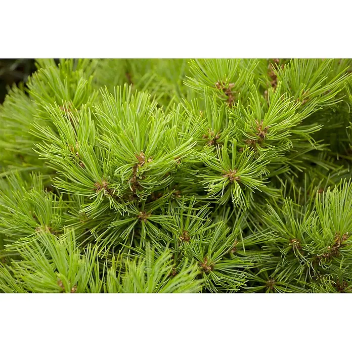 Pflanzen für dich Pinie 30-40 cm - Pinus densiflora 'Low Glow', Aktuelle Wuchshöhe: 30 cm - 40 cm - Üppige, leuchtend grüne Kiefernnadeln bilden dichtes, stacheliges Laub mit kleinen braunen Knospen an den Basen.