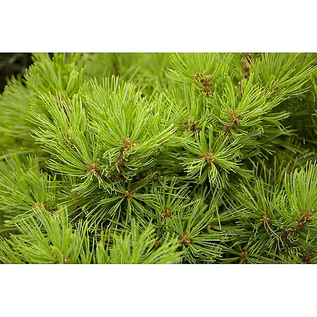 Pflanzen für dich  Pinie 30-40 cm