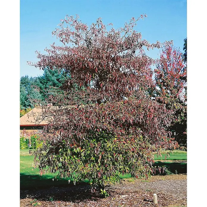 Pflanzen für dich Hartriegel 60-80 cm - Cornus alternifolia, Creme - Ein Baum mit rötlich-braunen oberen Blättern und grünen unteren Blättern steht auf einer Grasfläche.