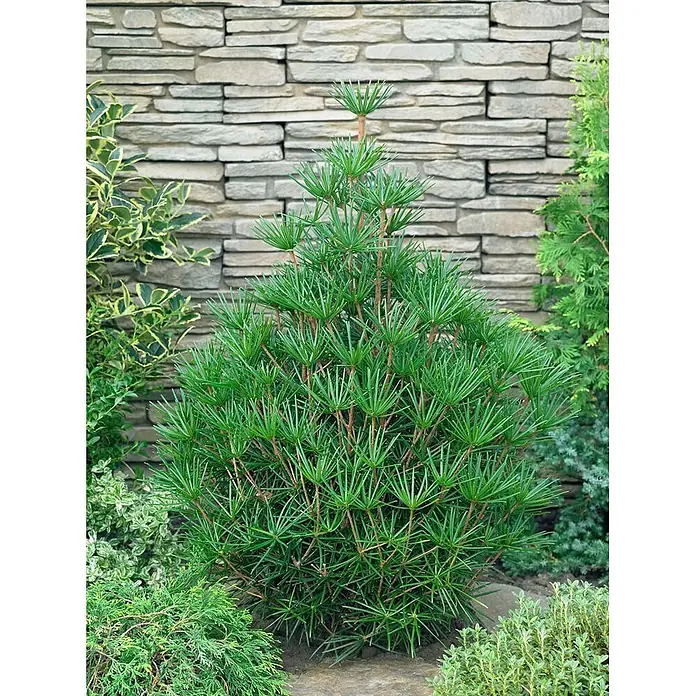 Pflanzen für dich Pinie 40-50 cm - Sciadopitys verticillata 'Beauty Green', Aktuelle Wuchshöhe: 40 cm - 50 cm - Eine kompakte grüne Konifere mit markanten schirmförmigen Nadeln, in einem Garten gepflanzt.