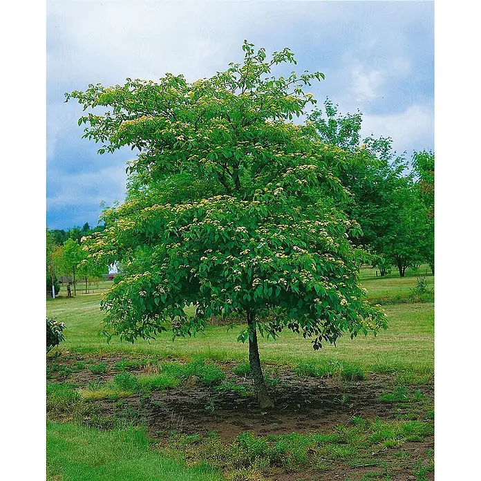 Pflanzen für dich Hartriegel 60-80 cm - Cornus alternifolia, Creme - Ein gesunder Baum mit üppig grünen Blättern und vielen kleinen gelben Blüten, gepflanzt in einem Grasfeld mit aufgelockerter Erde am Stamm.