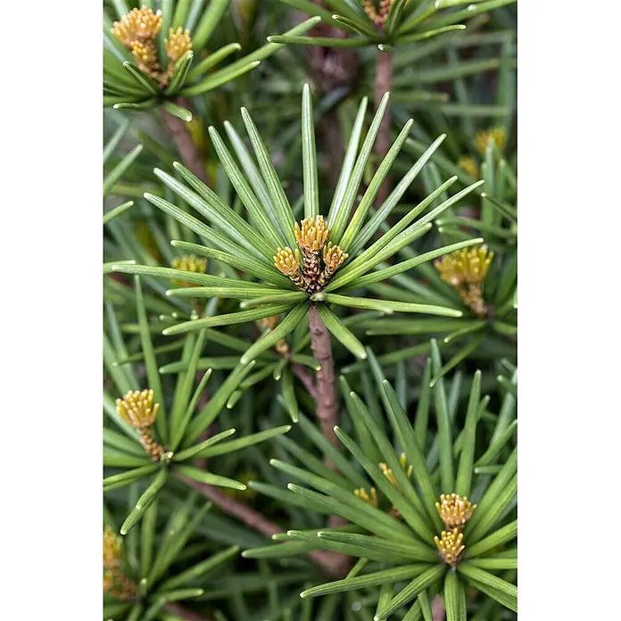 Pflanzen für dich Pinie 40-50 cm - Sciadopitys verticillata 'Beauty Green', Aktuelle Wuchshöhe: 40 cm - 50 cm - Grüne Kiefernnadeln, die um gelb-braunen Neuaustrieb strahlen.