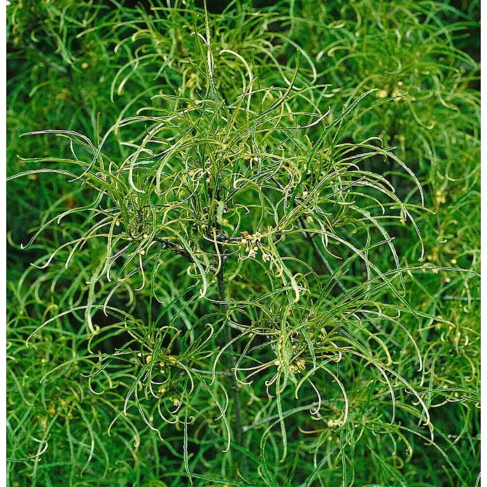 Pflanzen für dich Hartriegel Faulbaum - Rhamnus frangula 'Asplenifolia', Grün - Dichte grüne Pflanze mit langen, lockigen, schmalen Blättern und einzigartiger Textur.