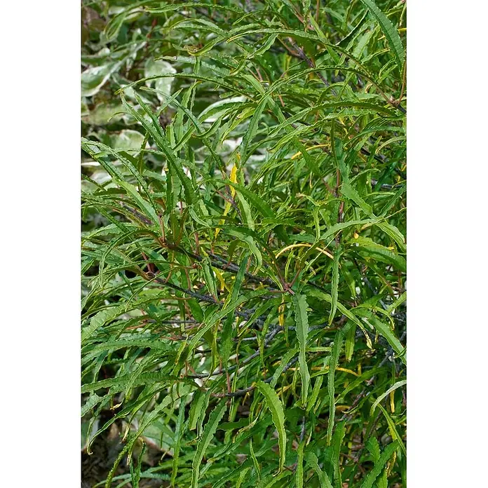 Pflanzen für dich Hartriegel Faulbaum - Rhamnus frangula 'Asplenifolia', Grün - Dichtes grünes Laub mit langen, schmalen, gezackten Blättern und leicht rötlichen Stielen.