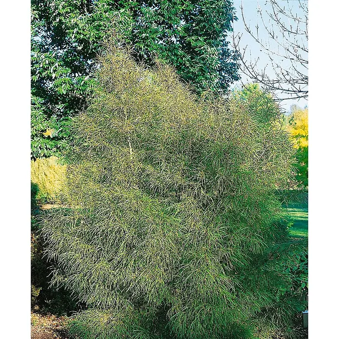 Pflanzen für dich Hartriegel Faulbaum - Rhamnus frangula 'Asplenifolia', Grün - Zierlicher grüner Strauch mit feinen, schlanken Blättern, stehend in einer lebhaften Gartenlandschaft.