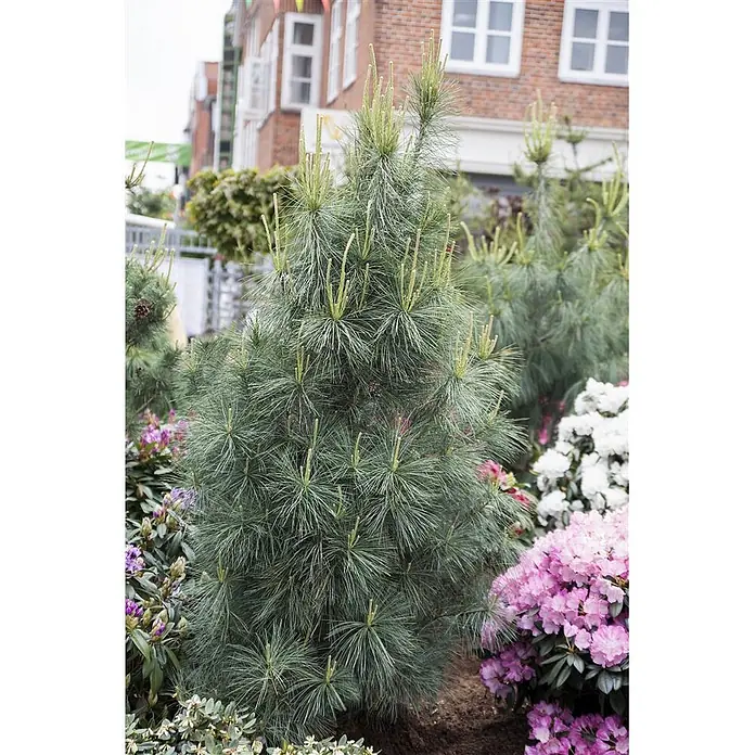 Pflanzen für dich Pinie 40-60 cm - Pinus wallichiana 'Densa Hill', Aktuelle Wuchshöhe: 40 cm - 60 cm - Dichte blaugrüne Kiefer mit frischen hellgrünen Trieben, in einem Garten mit bunten Blütensträuchern.