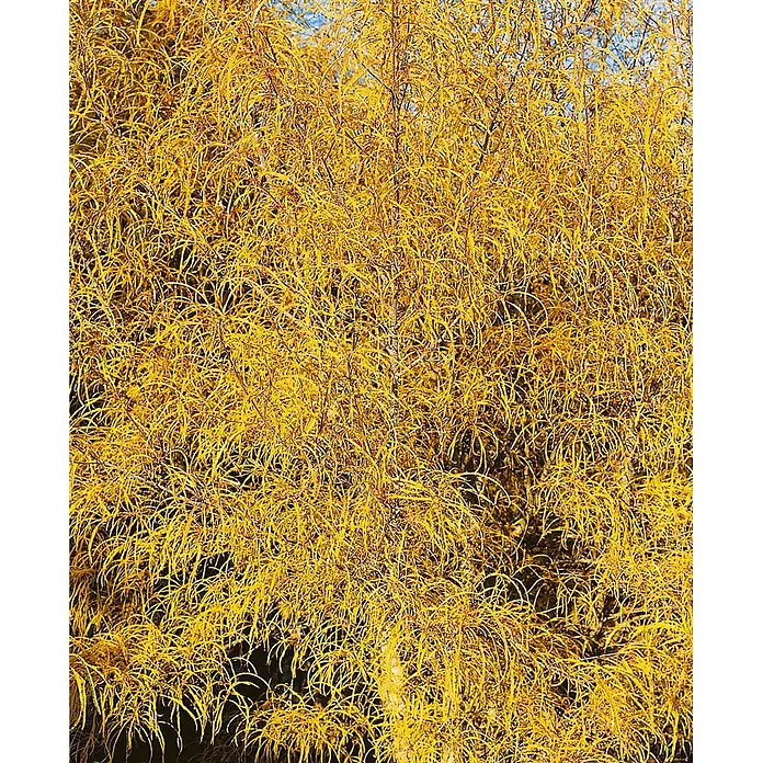 Pflanzen für dich Hartriegel Faulbaum - Rhamnus frangula 'Asplenifolia', Grün - Baum mit dichtem, leuchtend gelbem, schlankem Laub.