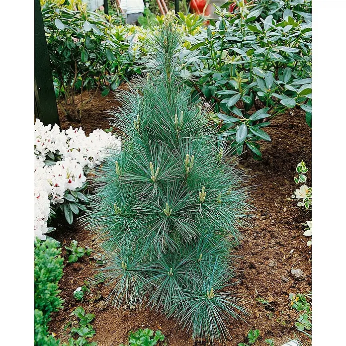 Pflanzen für dich Pinie 40-60 cm - Pinus wallichiana 'Densa Hill', Aktuelle Wuchshöhe: 40 cm - 60 cm - Kompakte blaugrüne Konifere mit frischen neuen Trieben ("Kerzen"), in einem Gartenbeet neben weißen Rhododendren.