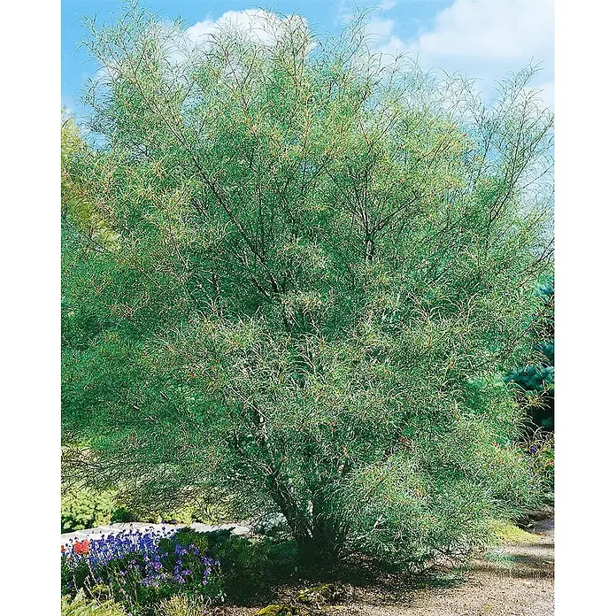 Pflanzen für dich Hartriegel Faulbaum - Rhamnus frangula 'Asplenifolia', Grün - Buschige Pflanze mit üppigem, schlankem grünen Laub und kleinen orangeroten Beeren, ideal für die Landschaftsgestaltung.