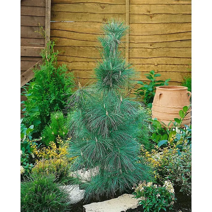 Pflanzen für dich Pinie 40-60 cm - Pinus wallichiana 'Densa Hill', Aktuelle Wuchshöhe: 40 cm - 60 cm - Eine blaugrüne Kiefer mit langen Nadeln, die als Zierpflanze in einem üppigen Garten gedeiht.