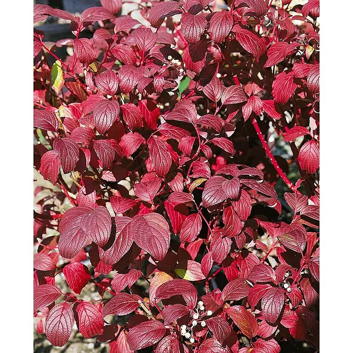 Pflanzen für dich Hartriegel 60-100 cm - Cornus alba 'Baton Rouge', Weiß - Strauch mit leuchtend roten Herbstblättern und kleinen weißen Beeren.