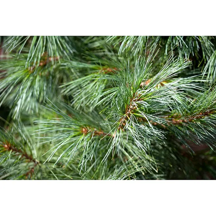 Pflanzen für dich Pinie 40-60 cm - Pinus wallichiana 'Densa Hill', Aktuelle Wuchshöhe: 40 cm - 60 cm - Nahaufnahme von leuchtend grünen Kiefernnadeln an einem Zweig, von natürlichem Licht beleuchtet.