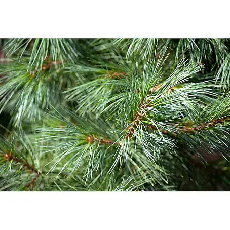 Pflanzen für dich  Pinie 40-60 cm