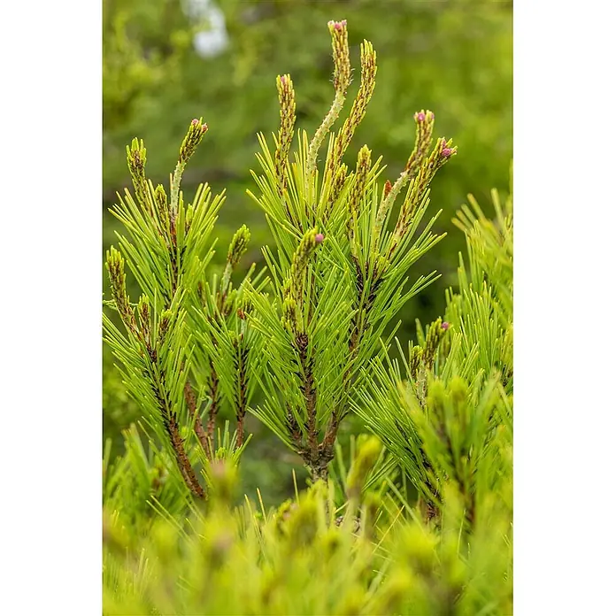 Pflanzen für dich Pinie 125-150 cm - Pinus densiflora 'Umbraculifera', Aktuelle Wuchshöhe: 125 cm - 150 cm - Leuchtend grüne Kiefernzweige mit neuem Frühlingsaustrieb, mit rotbraunen Stielen und rosa Spitzen.