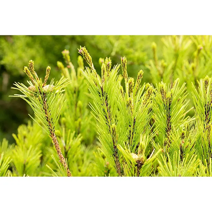 Pflanzen für dich Pinie 125-150 cm - Pinus densiflora 'Umbraculifera', Aktuelle Wuchshöhe: 125 cm - 150 cm - Hellgrüne Kiefernnadeln und neuer Trieb an einem Ast, mit kleinen Zapfen und frischen Sprossen.