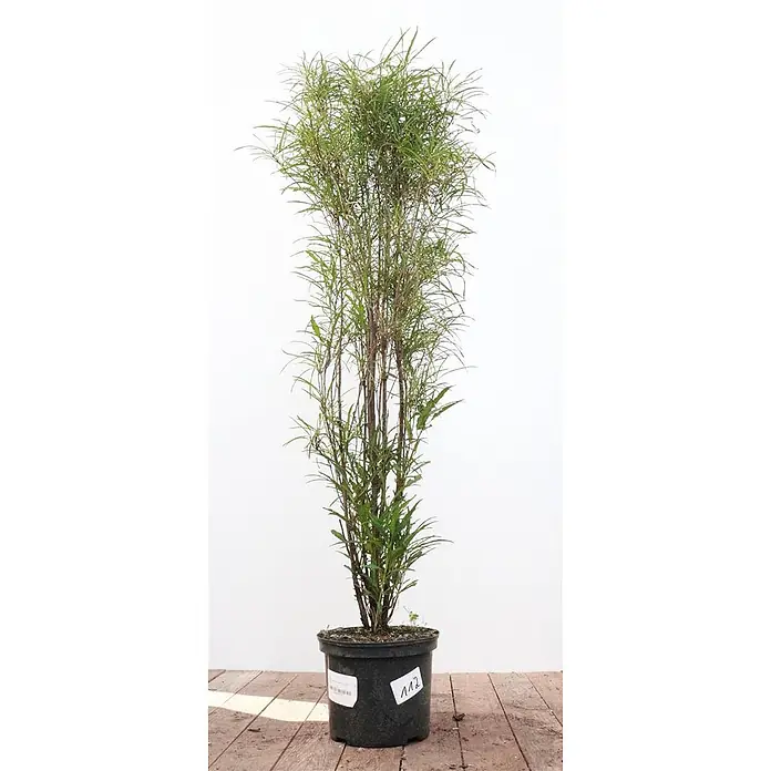 Pflanzen für dich Hartriegel Faulbaum - Rhamnus frangula 'Asplenifolia', Grün - Hohe, schlanke Topfpflanze mit zahlreichen schmalen grünen Blättern und sichtbaren braunen Stängeln in einem schwarzen Topf.