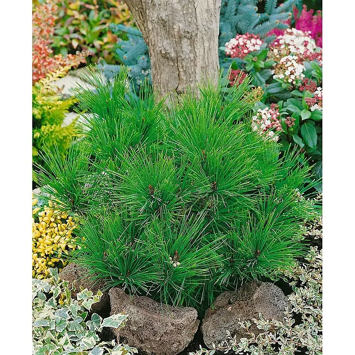 Pflanzen für dich Pinie 125-150 cm - Pinus densiflora 'Umbraculifera', Aktuelle Wuchshöhe: 125 cm - 150 cm - Ein leuchtender grüner Zwergkiefer mit langen Nadeln, eingebettet in ein Gartenbeet mit dunklen Steinen und bunten Blütenpflanzen.
