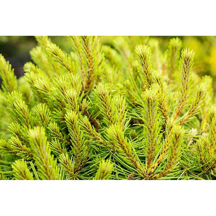 Pflanzen für dich Pinie 125-150 cm - Pinus densiflora 'Umbraculifera', Aktuelle Wuchshöhe: 125 cm - 150 cm - Leuchtend grüne, frische Koniferennadeln in Nahaufnahme.