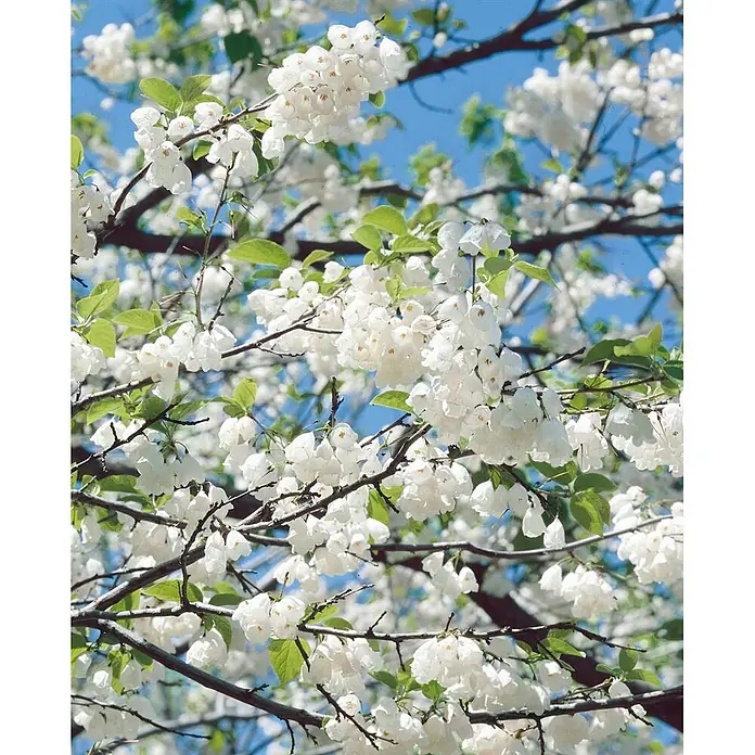 Pflanzen für dich Hartriegel 40-60 cm - Halesia carolina, Weiß - Büschel weißer, glockenförmiger Blüten an Baumzweigen mit grünen Blättern vor blauem Himmel.