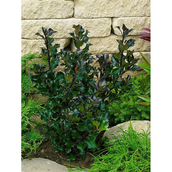 Pflanzen für dich Stechpalme 40-50 cm - Ilex meserveae 'Heckenblau', Weiß - Dunkelgrüner Ilex-Strauch mit stacheligen Blättern und roten Beeren, in einem Garten vor einer Steinmauer gepflanzt.