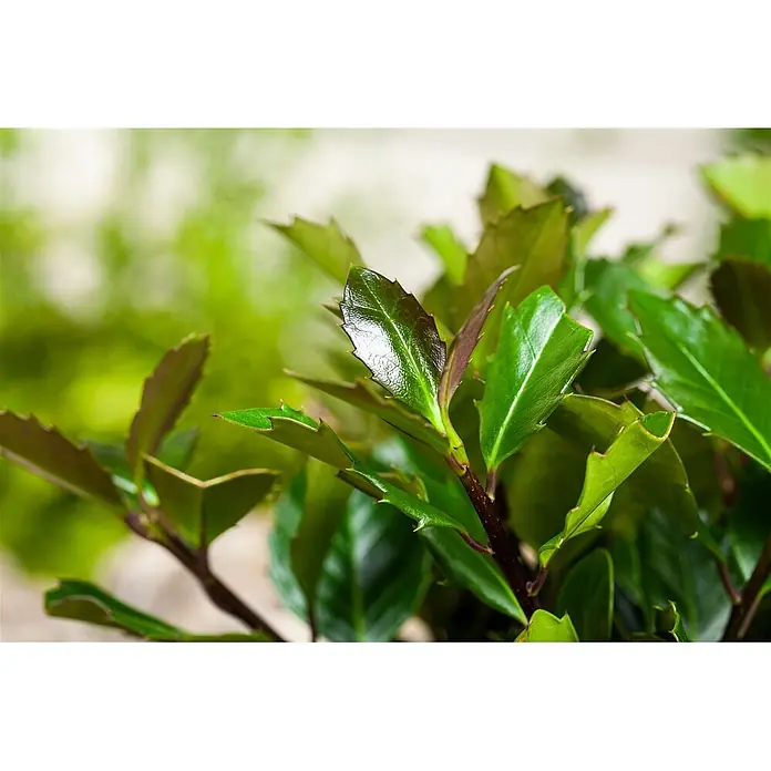 Pflanzen für dich Stechpalme 40-50 cm - Ilex meserveae 'Heckenblau', Weiß - Üppige Pflanze mit glänzenden grünen Blättern, teils rötlich, und dunklen Stielen.