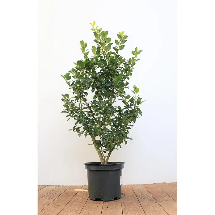 Pflanzen für dich Stechpalme 40-50 cm - Ilex meserveae 'Heckenfee', Weiß - Immergrüner Strauch mit dunkelgrünen Blättern und hellem Neuaustrieb, in einem schwarzen Plastiktopf.