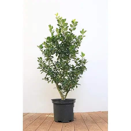 Pflanzen für dich  Stechpalme 40-50 cm