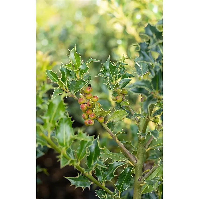 Pflanzen für dich Stechpalme 40-50 cm - Ilex meserveae 'Heckenfee', Weiß - Stechpalmenpflanze mit stacheligen grünen Blättern und Trauben roter und grüner Beeren.