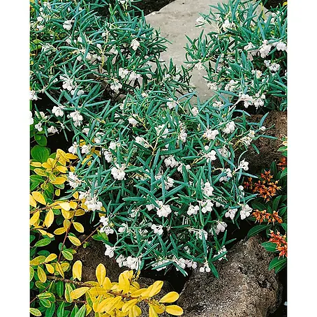Pflanzen für dich  Rosmarinheide 20-25 cm