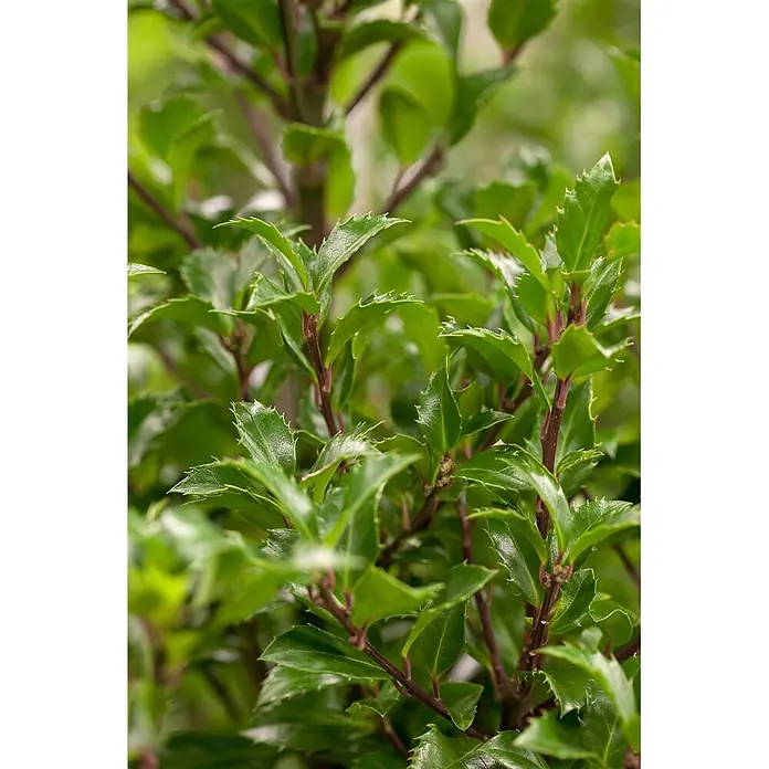 Pflanzen für dich Stechpalme 40-50 cm - Ilex meserveae 'Heckenfee', Weiß - Nahaufnahme eines grünen Strauchs mit stacheligen Blättern und rotbraunen Stängeln.