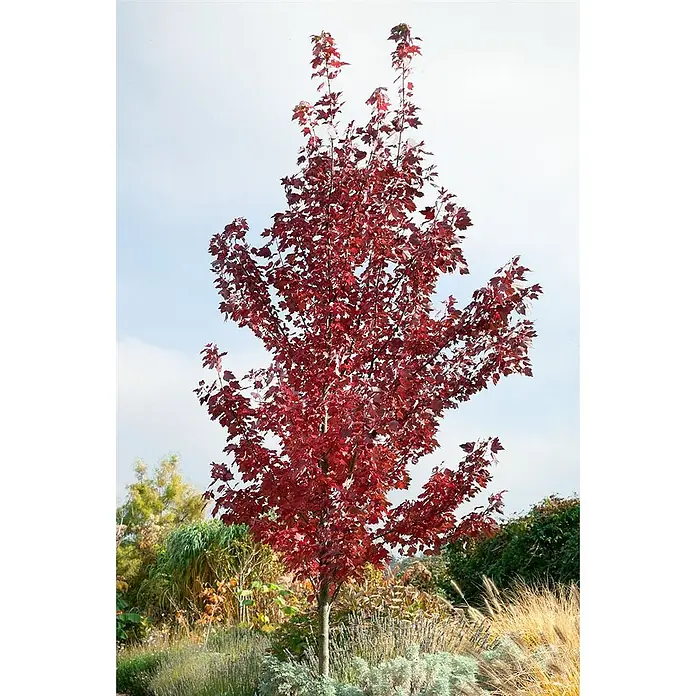 Pflanzen für dich Spitzahorn 40-60 cm - Acer ginnala - Ein junger roter Ahornbaum mit leuchtend tiefroten Herbstblättern, gepflanzt in einer üppigen Gartenlandschaft.