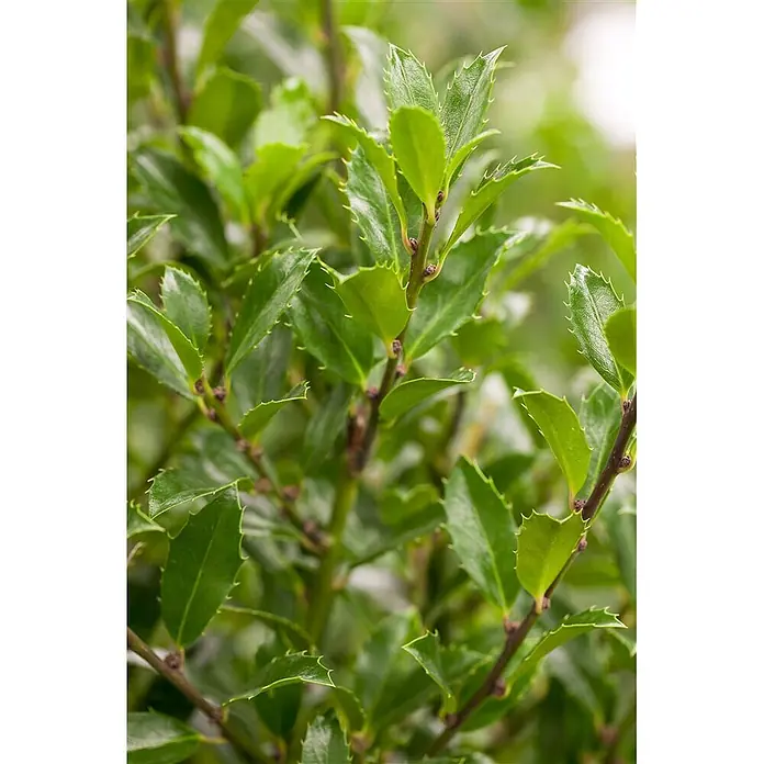 Pflanzen für dich Stechpalme 40-50 cm - Ilex meserveae 'Heckenfee', Weiß - Nahaufnahme von leuchtend grünen, glänzenden Stechpalmenblättern mit dornigen Rändern an einem Ast.